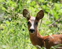 ANIMAUX11