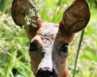 ANIMAUX13