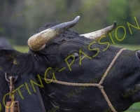 VILLARLOD042