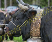 VILLARLOD048