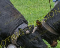 VILLARLOD061