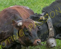 VILLARLOD073