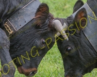 VILLARLOD089