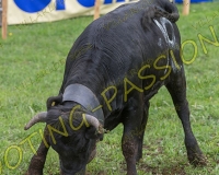 VILLARLOD109
