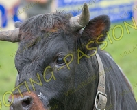 VILLARLOD120