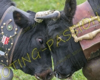 VILLARLOD145