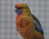 97R0020