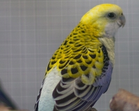 97R0022