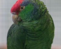 97R0117