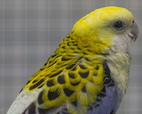 97R0152