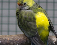 97R0184