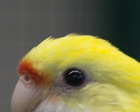 97R0207