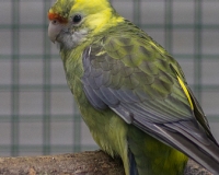 97R0208