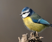 cuicuibI01