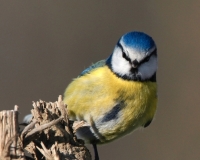 cuicuibI02