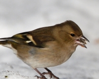 cuicuibI03