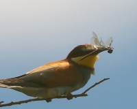 guepierweb10