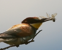 guepierweb11