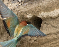 guepierweb21