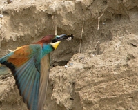 guepierweb22