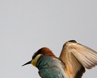 guepierweb26