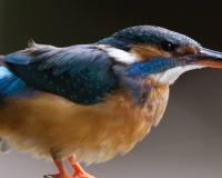 MARTIN-PECHEUR-046