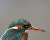 MARTIN005