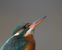 MARTIN006