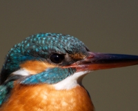 martin