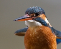 martin1