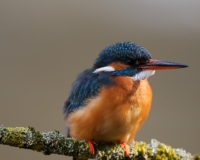 martin2