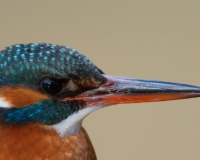 martin3