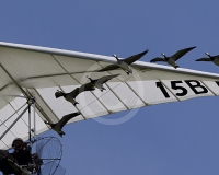 2GLOVELIER 1145
