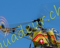 1HELICO204