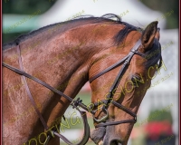 2CSO-PAYERNE255