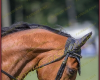 2CSO-PAYERNE289