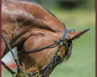 2CSO-PAYERNE471