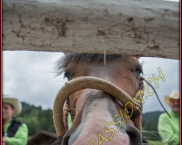97R0185
