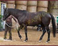 1CORSEREY381