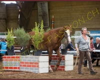 4CORSEREY195