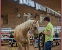 5CORSEREY066