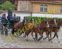 1cheval020