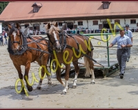 1cheval043