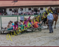 1cheval049