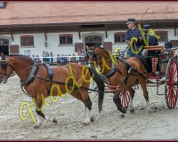 1cheval085
