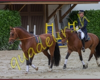 1cheval098