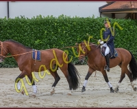 1cheval101