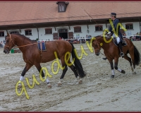 1cheval117