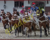 1cheval176