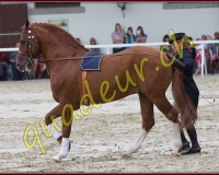 2cheval308